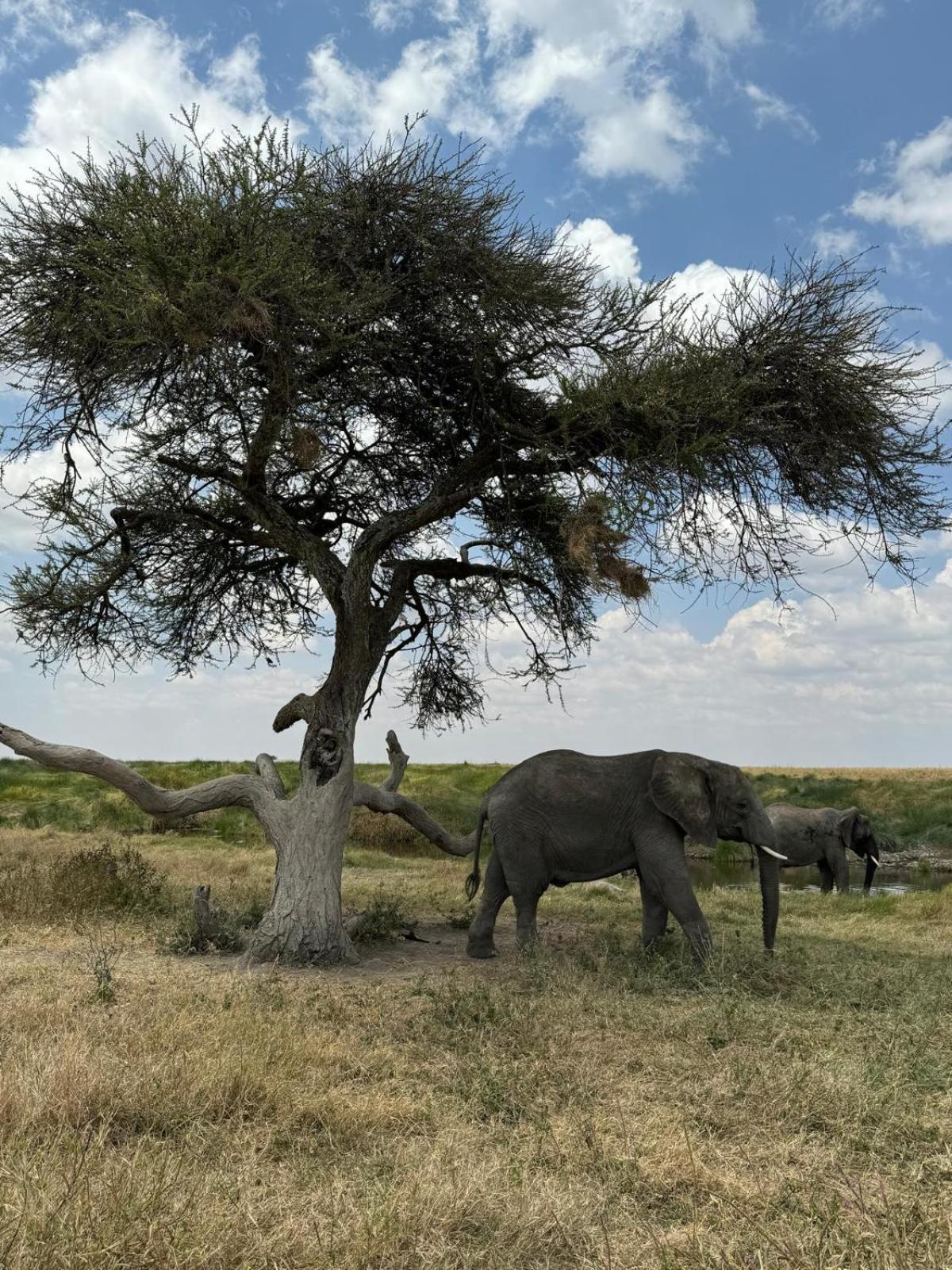 Maasai Eco Boma & Lodge - Experience Maasai Culture Makuyuni エクステリア 写真