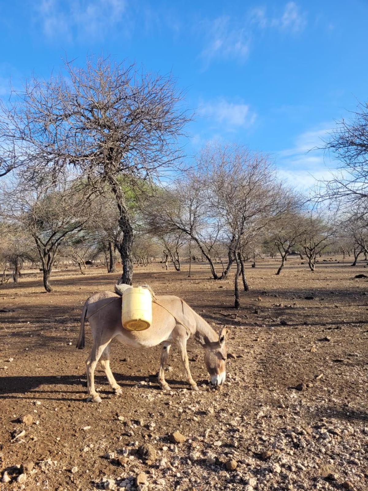 Maasai Eco Boma & Lodge - Experience Maasai Culture Makuyuni エクステリア 写真