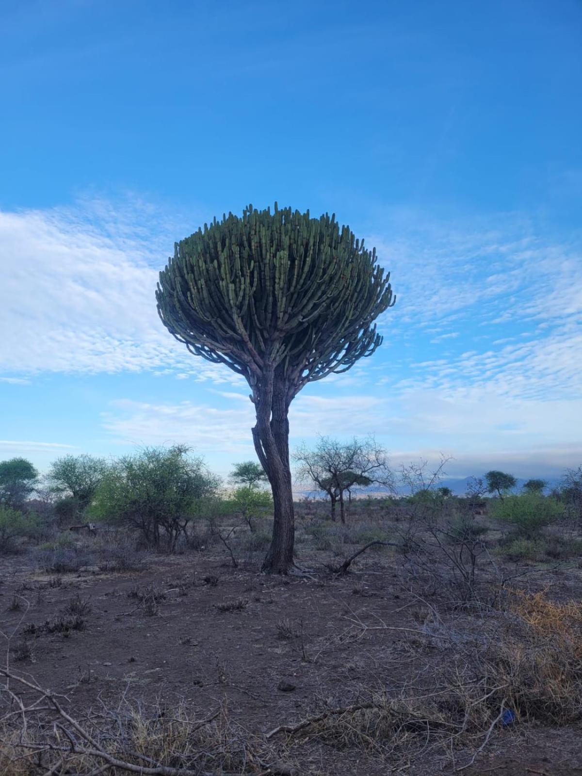 Maasai Eco Boma & Lodge - Experience Maasai Culture Makuyuni エクステリア 写真