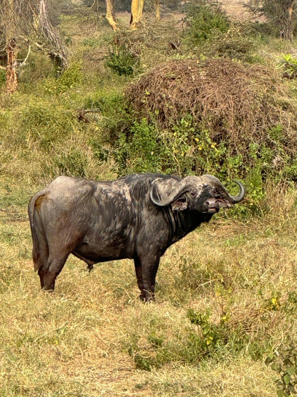 Maasai Eco Boma & Lodge - Experience Maasai Culture Makuyuni エクステリア 写真